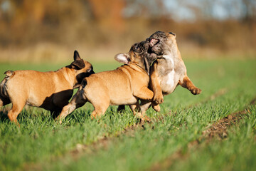 happy french bulldog puppies playing together on a meadow