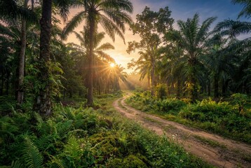 Obraz premium Scenic dirt road winding through a lush green palm oil plantation during a beautiful golden sunrise