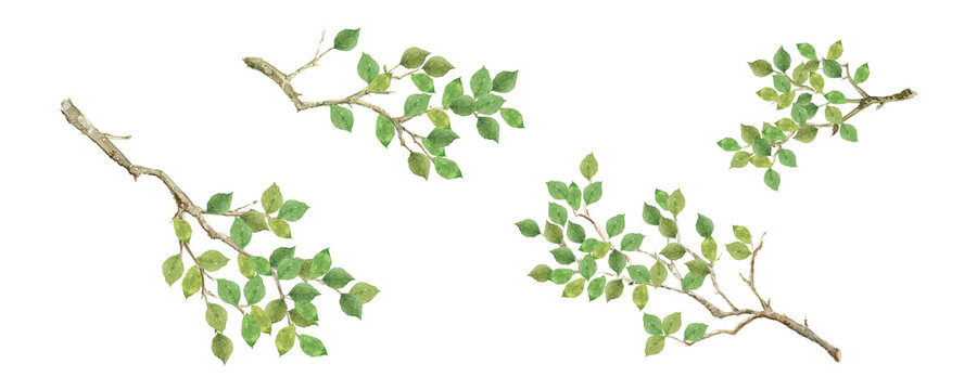 Hand-drawn watercolor green leaf branches set. Fresh spring tree branch elements for eco-friendly and natural design.High quality-300dpi-
