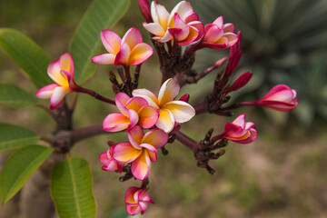 Fototapeta premium Close-up of vibrant pink and yellow plumeria flowers blooming on a tropical tree, with soft natural background and lush green leaves.