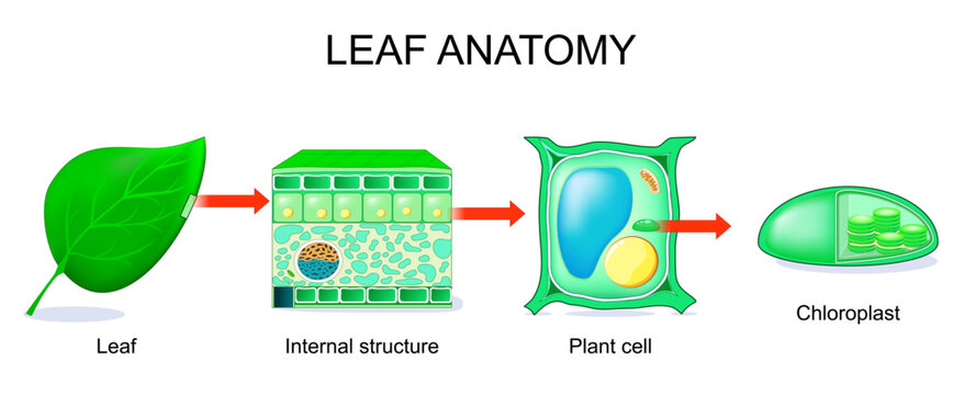 Leaf anatomy. Internal structure and Cross section of plant leaf. Close-up of Plant cell