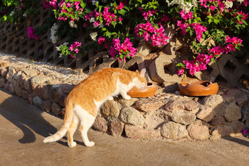 cat on street eats food carefully prepared for it.