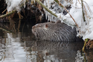 Close-up portrait of an adult grey-furred nutria sitting in the water with a clear reflection on a cold winter day, seen in profile.