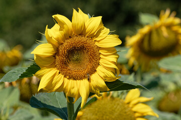 Fototapeta premium Bright yellow sunflower in full bloom with a bee collecting nectar on a sunny day