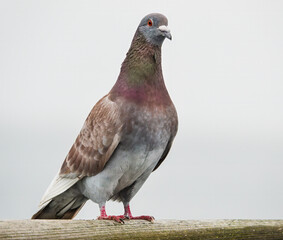 Stadttaube auf dem Gel&auml;nder
