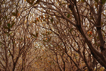Naklejka premium Intricate frangipani branch tunnel at Nan National Museum, Thailand. Beautiful natural abstract pattern of intertwined wood and sparse leaves for nature and artistic backgrounds.