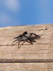 Atento sobre la madera.