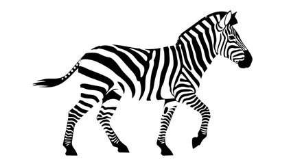 Obraz premium Black and white illustration of a zebra walking.