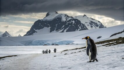 A penguin leaves a family behind and heads towards the snowy mountains; dramatic visual, shot from behind.