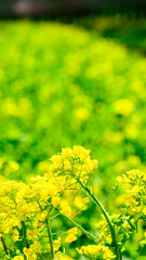 Obraz premium 菜の花