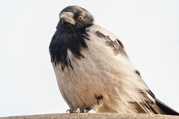 Nebelkr&auml;he Portr&auml;t