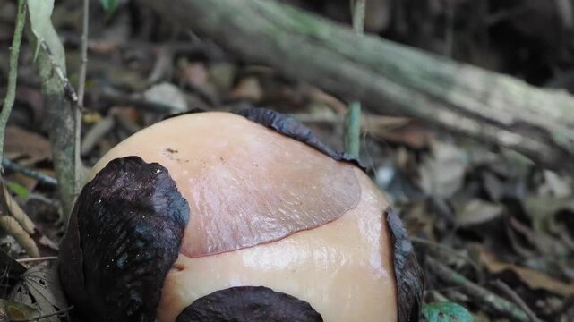 Rafflesia kerrii  flowers are beginning to bloom.this flowering plant has  the largest flowers in the world and is found in Khao Sok, Surat Thani Province.
