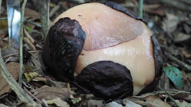 Rafflesia kerrii  flowers are beginning to bloom.this flowering plant has  the largest flowers in the world and is found in Khao Sok, Surat Thani Province.