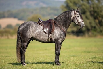 Elegant Andalusian horse with tack standing in green meadow