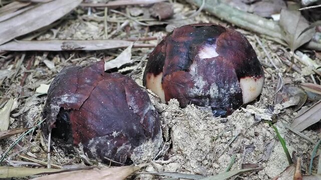 Rafflesia kerrii  flowers are beginning to bloom.this flowering plant has  the largest flowers in the world and is found in Khao Sok, Surat Thani Province.