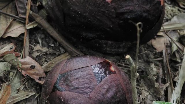 Rafflesia kerrii flowers are beginning to bloom.this flowering plant has the largest flowers in the world and is found in Khao Sok, Surat Thani Province.

