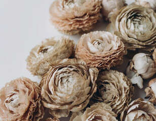 Fototapeta premium Dried Ranunculus Flowers
