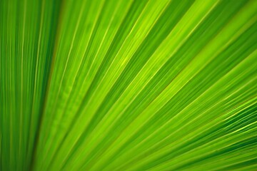 Vibrant Green Palm Leaf Close-Up - Tropical Texture Background
