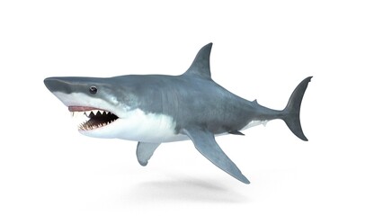 Obraz premium great white shark megalodon