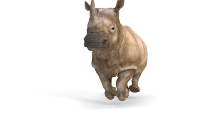grey rhino running © Masihullah
