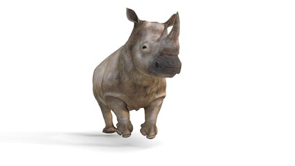 grey rhino running © Masihullah