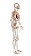 human body structure including heart