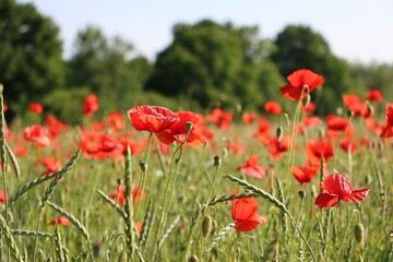 Fototapeta premium Close-up of a large poppy field with fresh, blooming red poppies and a few cornflowers