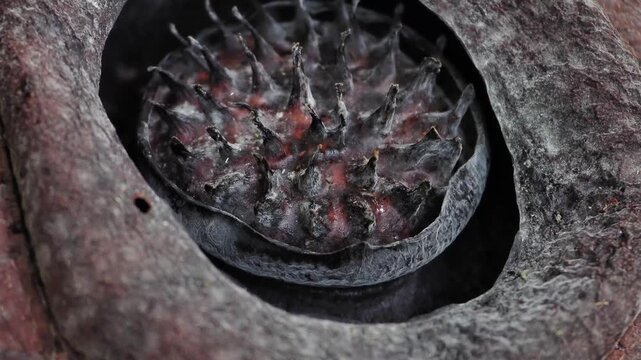 Rafflesia kerriiIt begins to wither and turn dark brown flowering plant has the largest flowers in the world and is found in Khao Sok, Surat Thani Province.