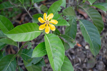 Obraz premium Natural flower landscaping in home garden