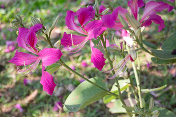 Natural flower landscaping in home garden