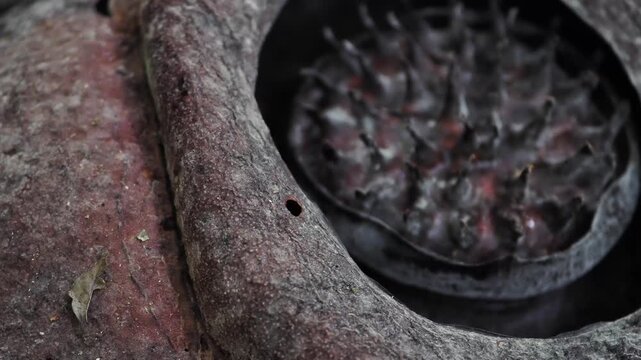 Rafflesia kerriiIt begins to wither and turn dark brown flowering plant has the largest flowers in the world and is found in Khao Sok, Surat Thani Province.