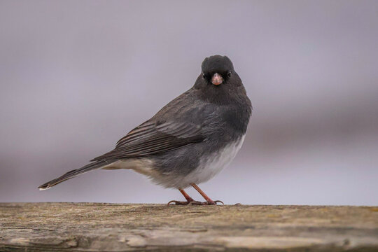 Dark-eyed Junco Winter 2