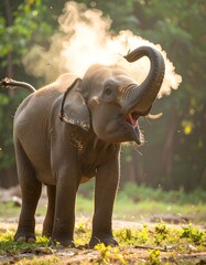 Obraz premium Young elephant dust bath in sunlight