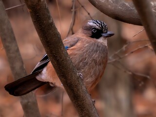 森で枝に留まって周りを見渡しているカケスのクローズアップ
