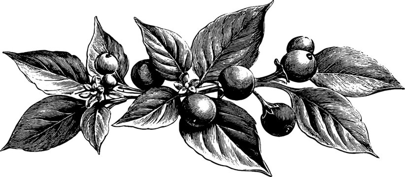 Vintage botanical sketch of bota plant branch with leaves and berries
