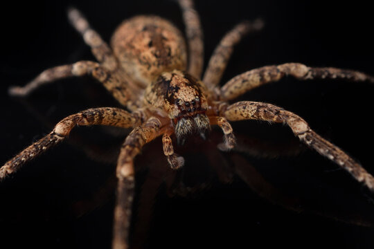 Closeup of the eyes of the infamous but harmless Mediterranean Nosferatu or Spiny False Wolf Spider Zoropsis spinimana, found in Germany and photographed on black background.