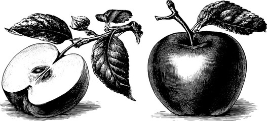Fototapeta premium Vintage botanical illustration of whole and cut apple from the 19th century