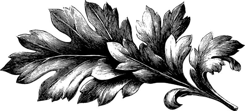 Vintage architectural ornament acanthus leaf engraving for botanical design and decor
