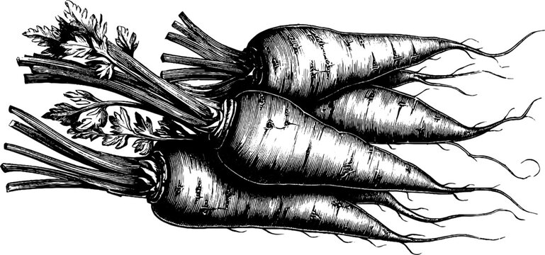 Vintage arrowroot tuber botanical illustration for retro design