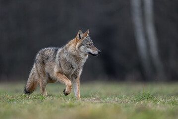 Fototapeta premium Grey wolf ( Canis lupus ) close up