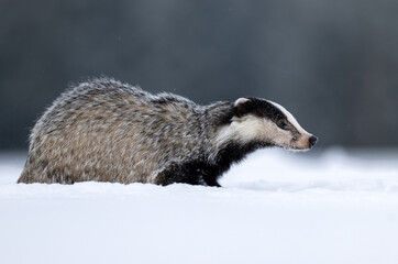 Badger close up ( Meles meles ) © Piotr Krzeslak
