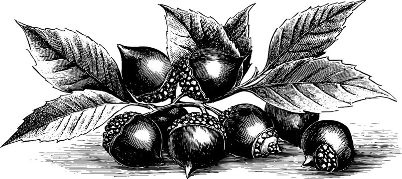 Vintage botanical illustration of beech nut seed with leaves - hand drawn engraving for posters and labels