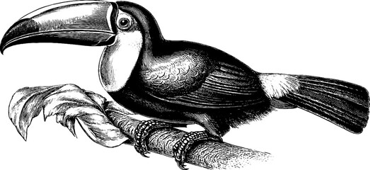 Obraz premium Vintage botanical illustration of 19th century bird beak morphology study featuring toucan