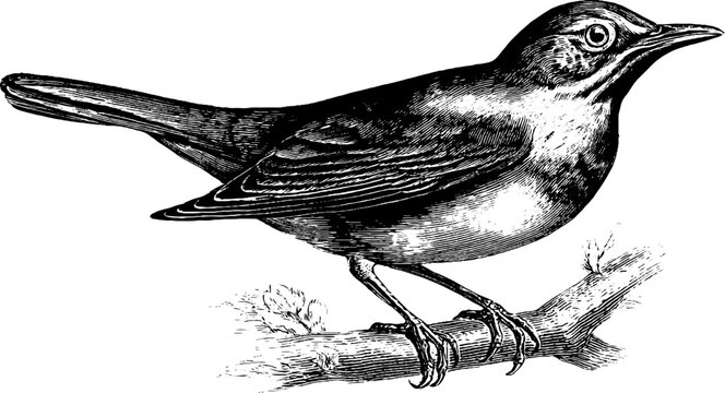 Vintage bird shoulder girdle anatomy engraving - 19th century botanical study