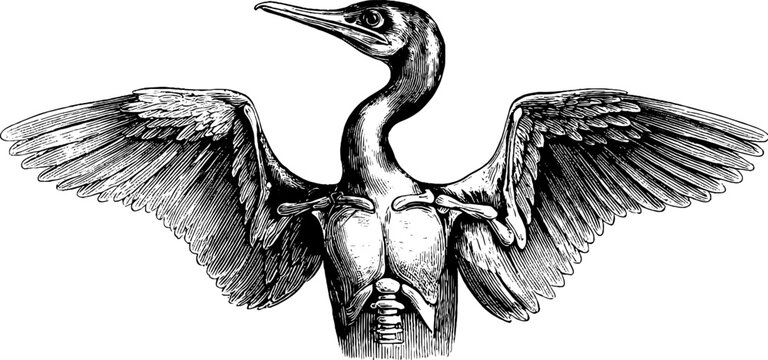 Vintage bird shoulder girdle anatomy illustration from 19th century botanical engraving