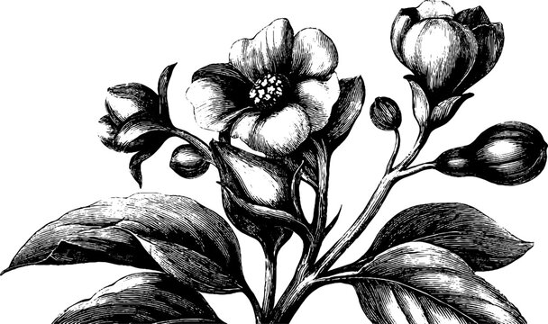 Black henbane botanical study 19th century vintage engraving for print design