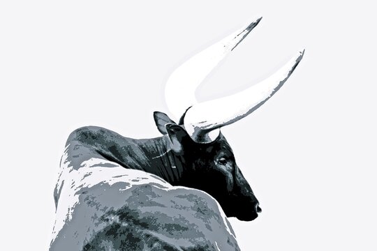 Close up of a big Ankole Cow mixed media