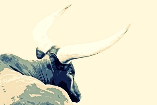 Close up of a big Ankole Cow mixed media