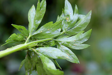 Colony of Green Peach Aphid, Myzus persicae on parsley leaves in the garden.