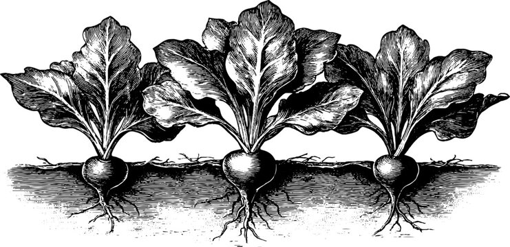 Chicory root botanical engraving with underground plant detail for vintage design